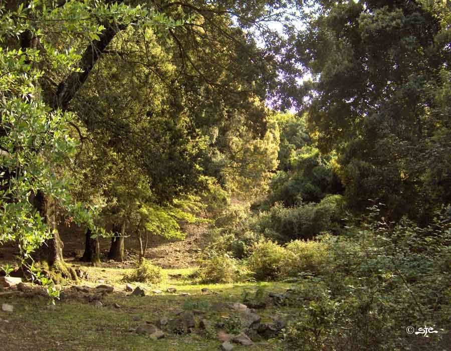 Foresta di lecci a Nappa